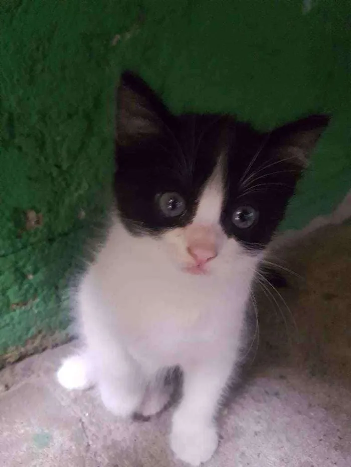 Gato ra a  idade 2 a 6 meses nome Lilo, gaia e mary