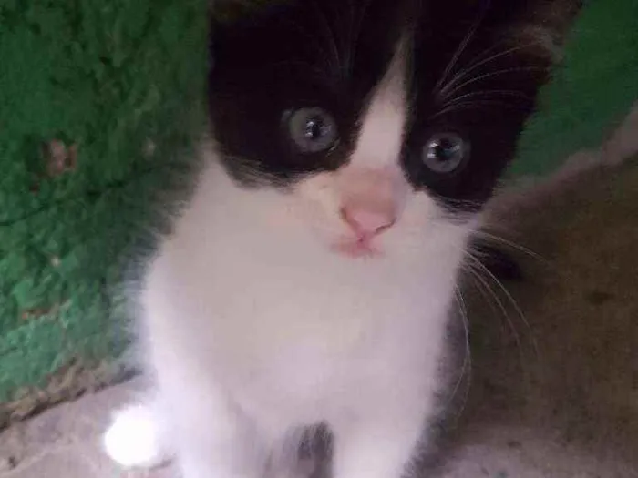 Gato ra a  idade 2 a 6 meses nome Lilo, gaia e mary