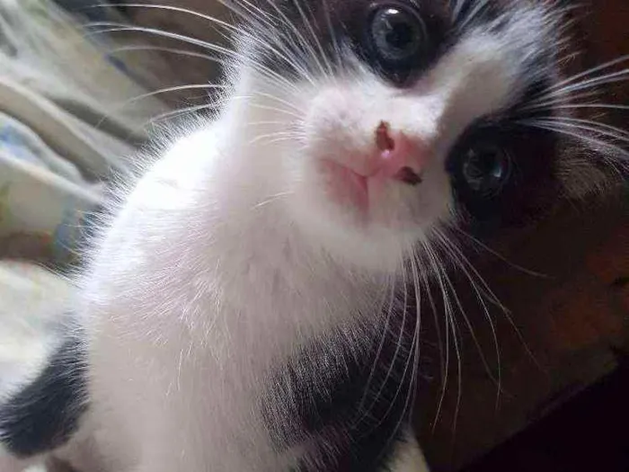 Gato ra a  idade 2 a 6 meses nome Lilo, gaia e mary