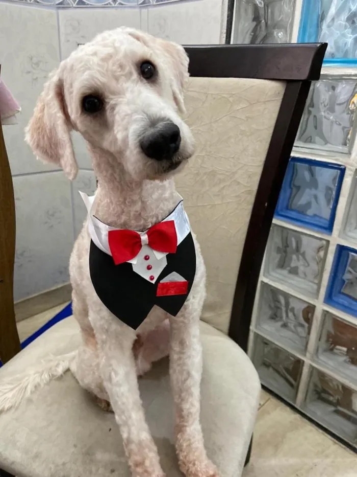 Cachorro ra a Poodle  idade 1 ano nome Billy