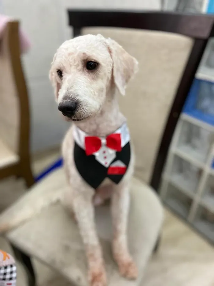Cachorro ra a Poodle  idade 1 ano nome Billy