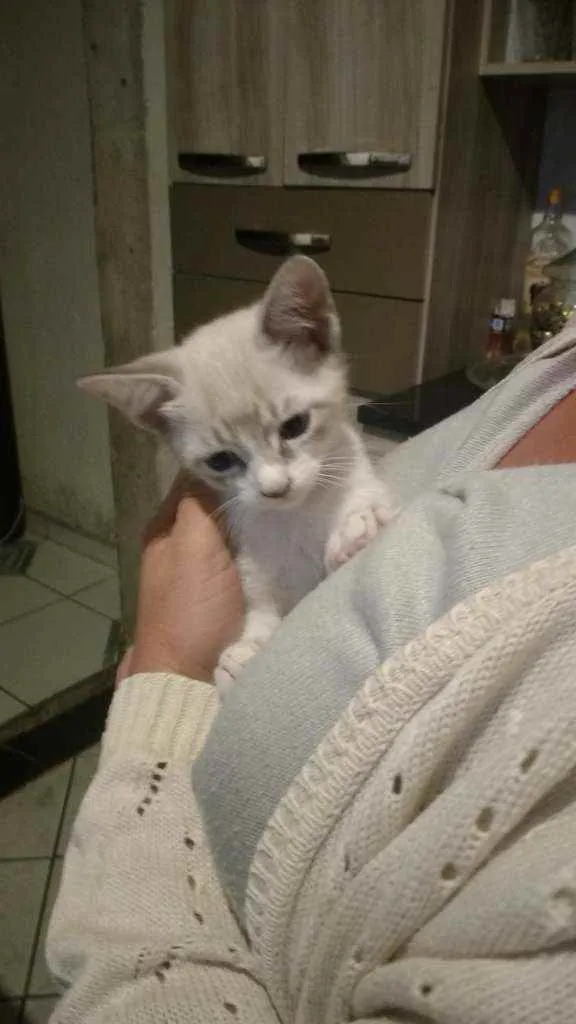 Gato ra a Srd idade Abaixo de 2 meses nome Gatinha linda