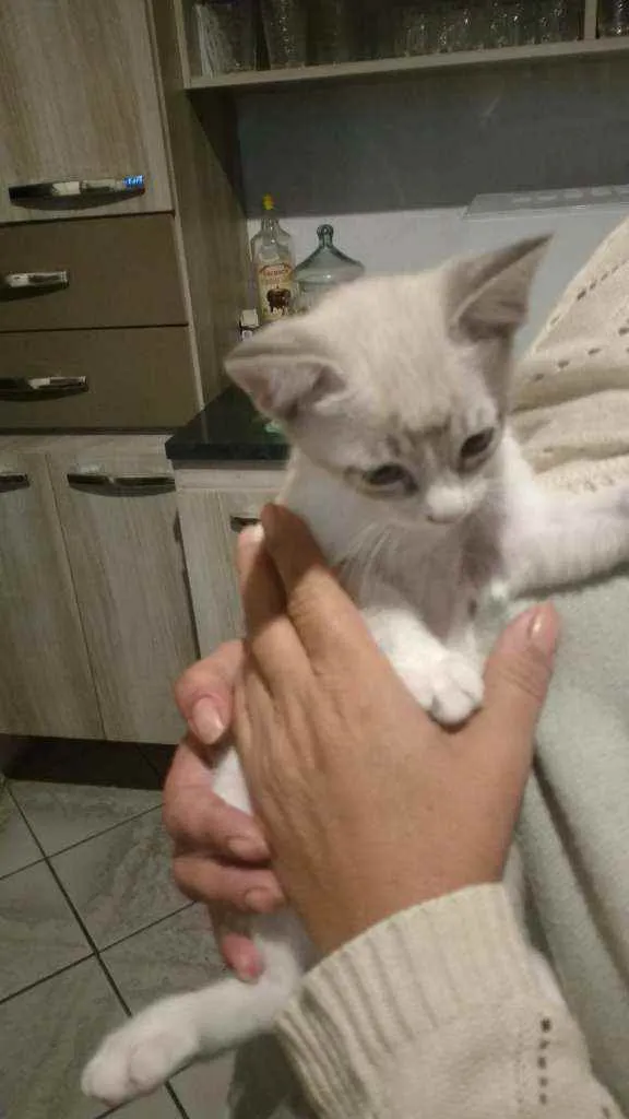 Gato ra a Srd idade Abaixo de 2 meses nome Gatinha linda
