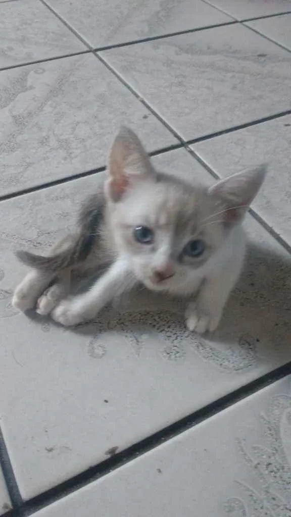 Gato ra a Srd idade Abaixo de 2 meses nome Gatinha linda