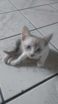 Gatinha linda