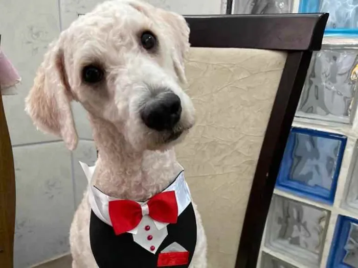 Cachorro ra a Poodle  idade 1 ano nome Billy