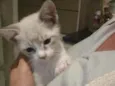 Gatinha linda