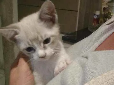 Gato ra a Srd idade Abaixo de 2 meses nome Gatinha linda
