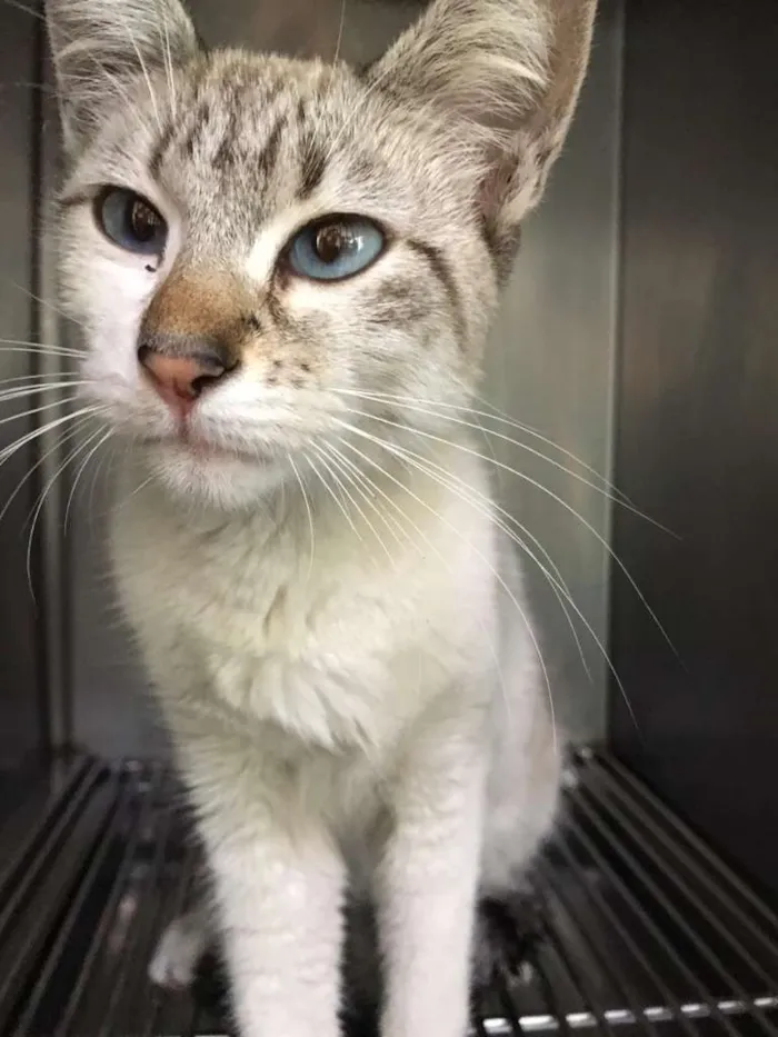 Gato ra a SRD idade 7 a 11 meses nome Bebê