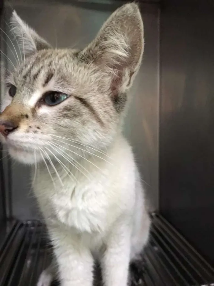Gato ra a SRD idade 7 a 11 meses nome Bebê