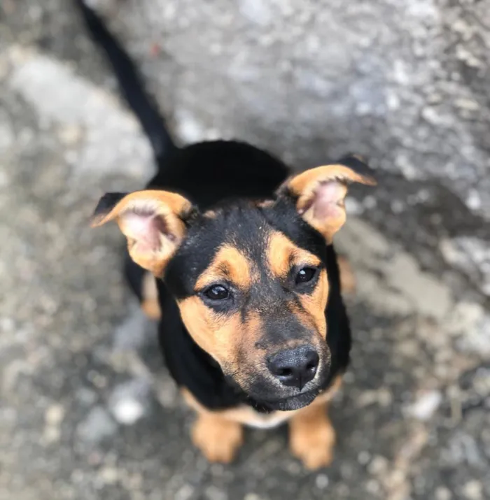 Cachorro raça SRD-ViraLata idade 2 a 6 meses nome Kiara