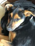 Kiara