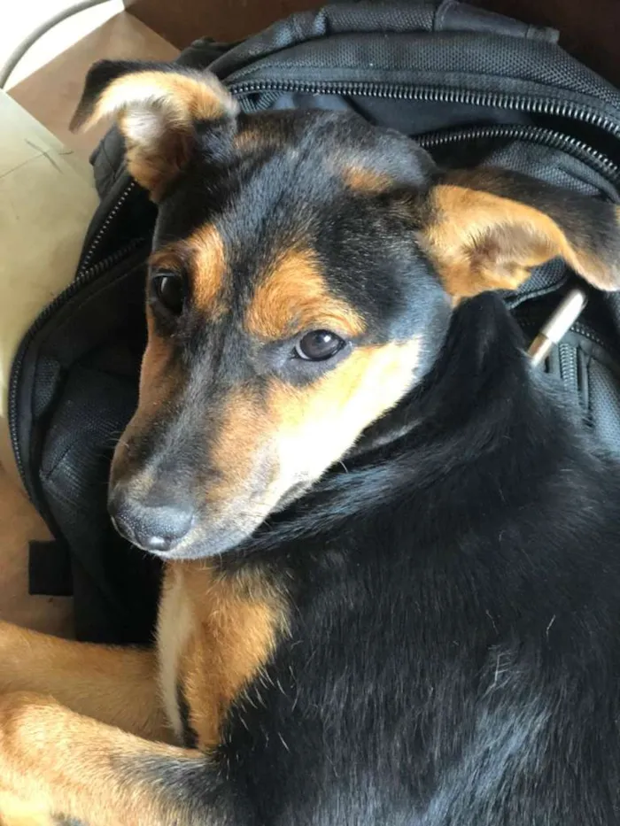 Cachorro raça SRD-ViraLata idade 2 a 6 meses nome Kiara