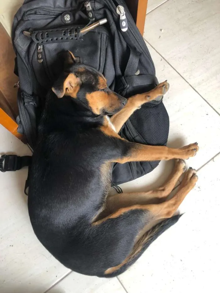 Cachorro raça SRD-ViraLata idade 2 a 6 meses nome Kiara