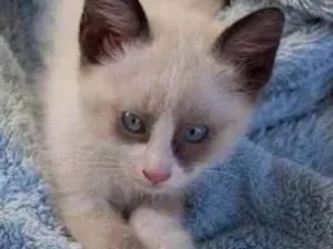 Gato raça SRD idade Abaixo de 2 meses nome Sem nome