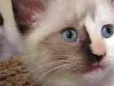 Gato ra a SRD idade Abaixo de 2 meses nome Sem nome