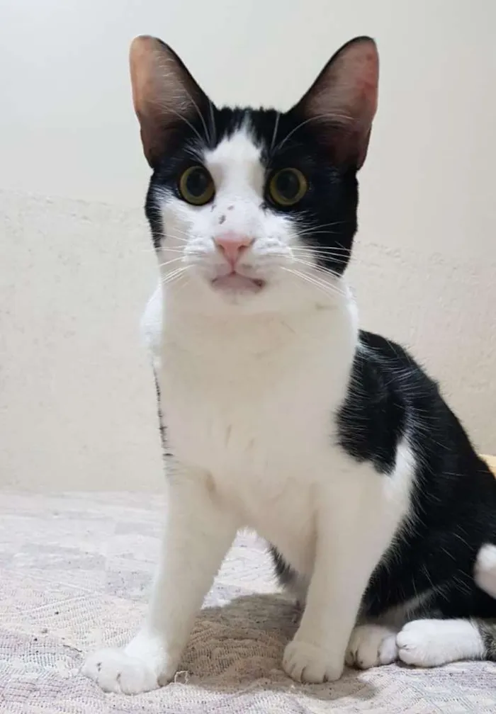 Gato ra a SRD-ViraLata idade 1 ano nome CALVIN
