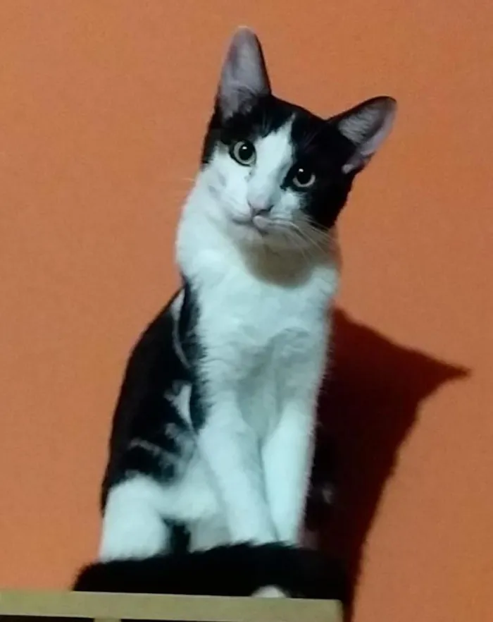 Gato ra a SRD-ViraLata idade 1 ano nome CALVIN