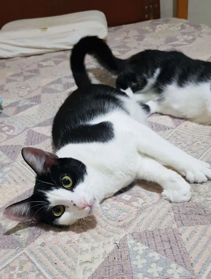 Gato ra a SRD-ViraLata idade 1 ano nome CALVIN