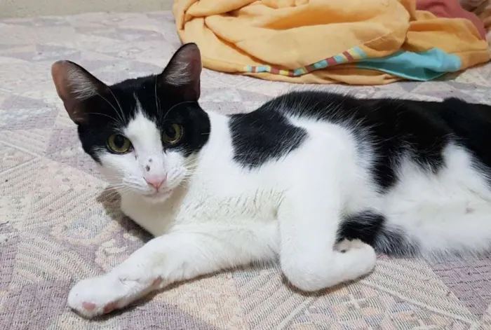 Gato ra a SRD-ViraLata idade 1 ano nome CALVIN