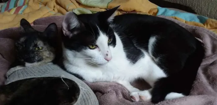 Gato ra a SRD-ViraLata idade 1 ano nome CALVIN