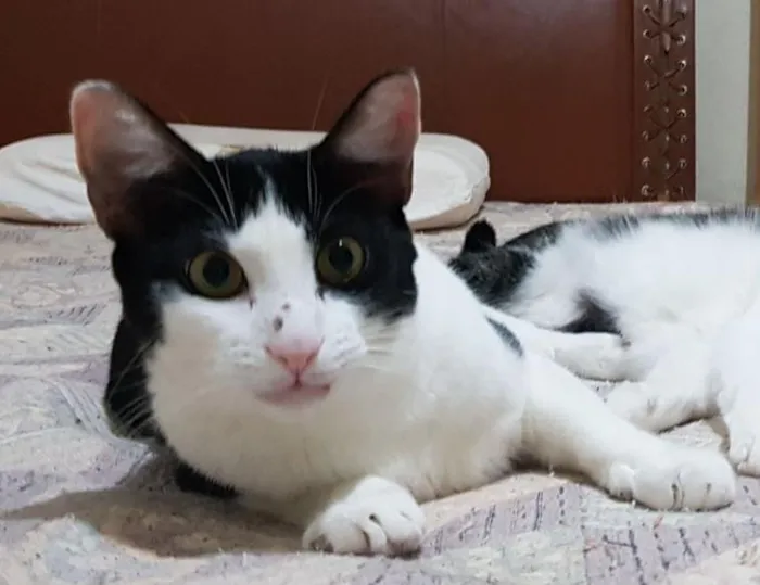 Gato ra a SRD-ViraLata idade 1 ano nome CALVIN
