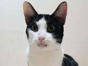 Gato raça SRD-ViraLata idade 1 ano nome CALVIN