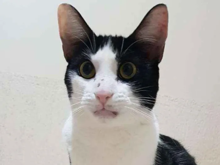 Gato ra a SRD-ViraLata idade 1 ano nome CALVIN