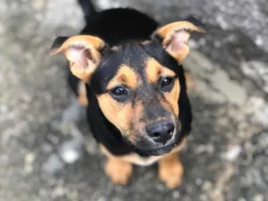Cachorro raça SRD-ViraLata idade 2 a 6 meses nome Kiara