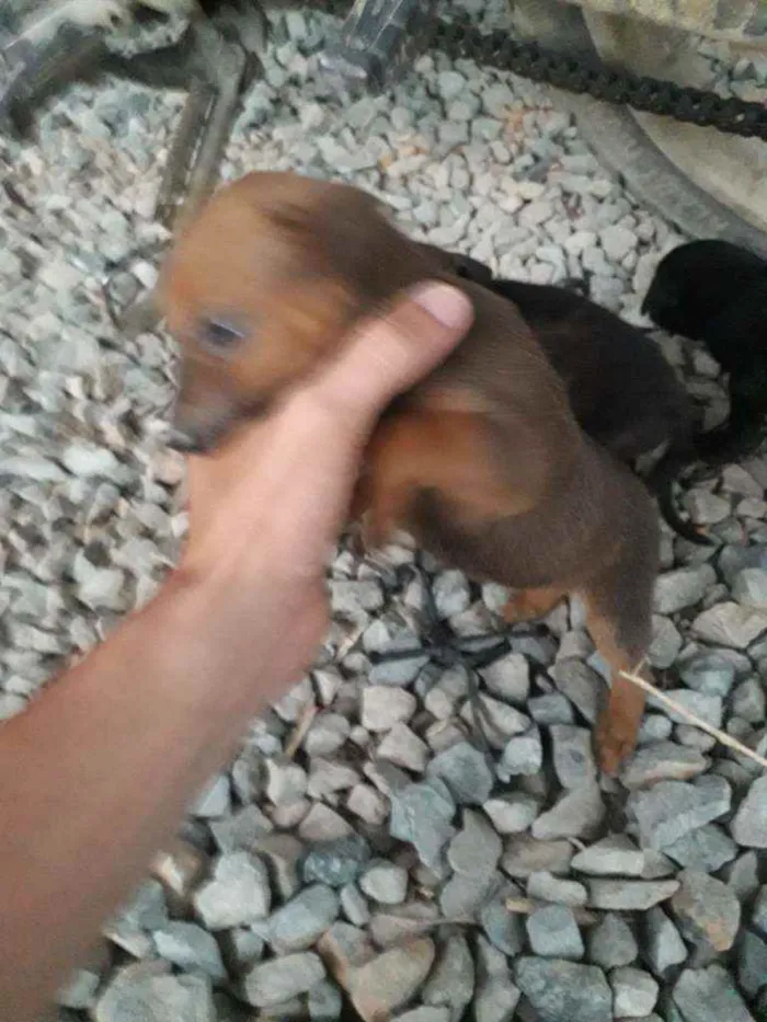 Cachorro ra a Mestiços de rottweiler idade Abaixo de 2 meses nome Nao tem nome 