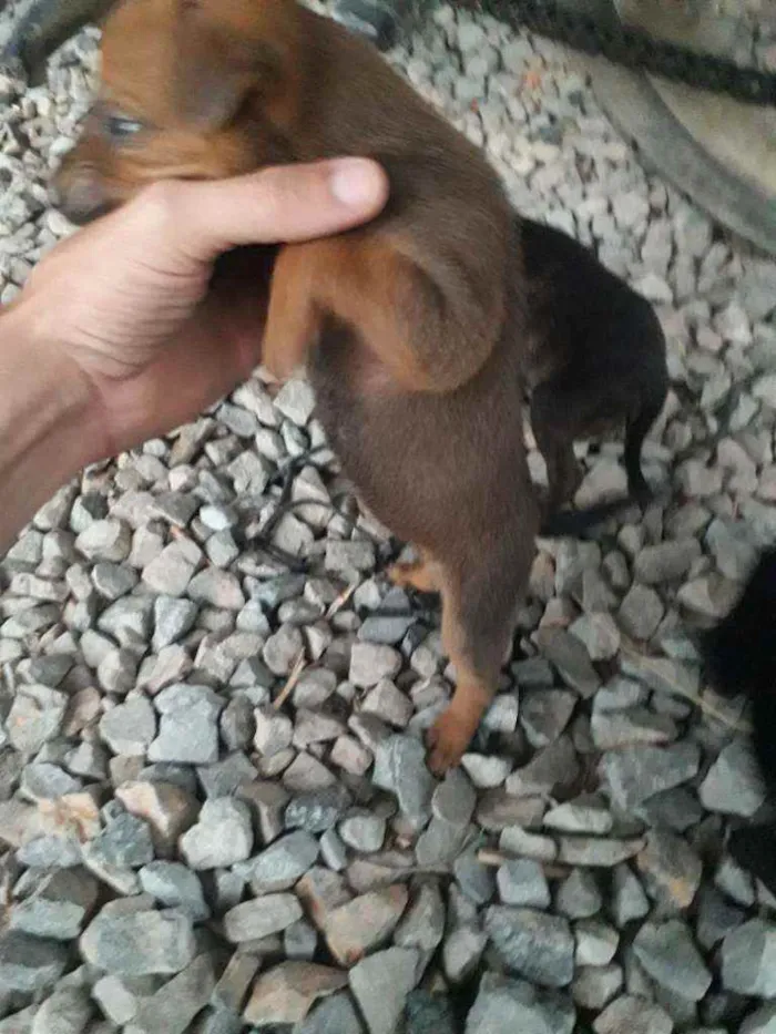 Cachorro ra a Mestiços de rottweiler idade Abaixo de 2 meses nome Nao tem nome 