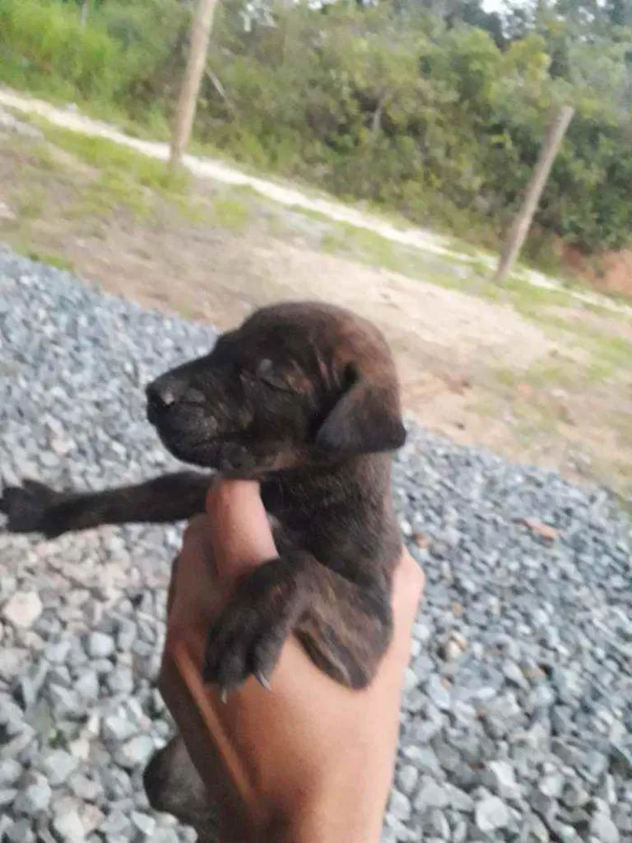 Cachorro ra a Mestiços de rottweiler idade Abaixo de 2 meses nome Nao tem nome 