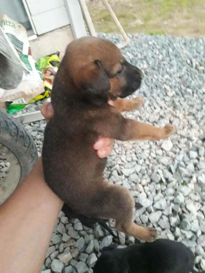 Cachorro ra a Mestiços de rottweiler idade Abaixo de 2 meses nome Nao tem nome 