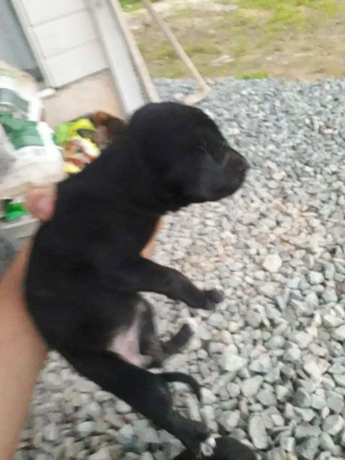 Cachorro ra a Mestiços de rottweiler idade Abaixo de 2 meses nome Nao tem nome 