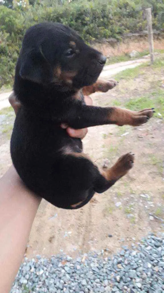 Cachorro ra a Mestiços de rottweiler idade Abaixo de 2 meses nome Nao tem nome 