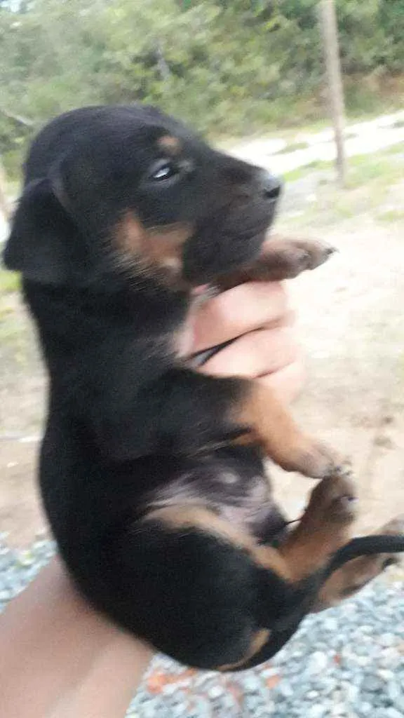 Cachorro ra a Mestiços de rottweiler idade Abaixo de 2 meses nome Nao tem nome 