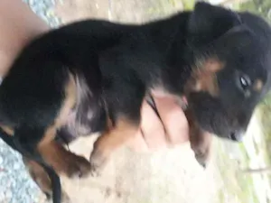 Cachorro raça Mestiços de rottweiler idade Abaixo de 2 meses nome Nao tem nome 