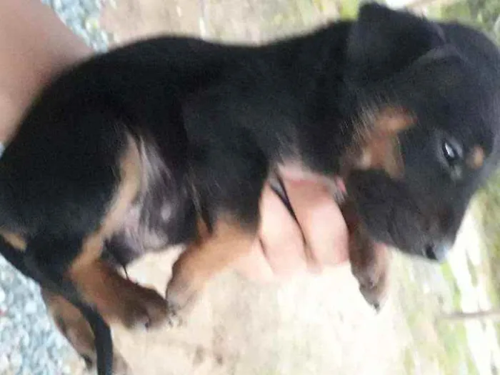 Cachorro ra a Mestiços de rottweiler idade Abaixo de 2 meses nome Nao tem nome 