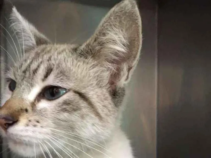 Gato ra a SRD idade 7 a 11 meses nome Bebê