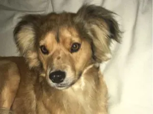 Cachorro raça Vira lata idade 2 anos nome Lucca