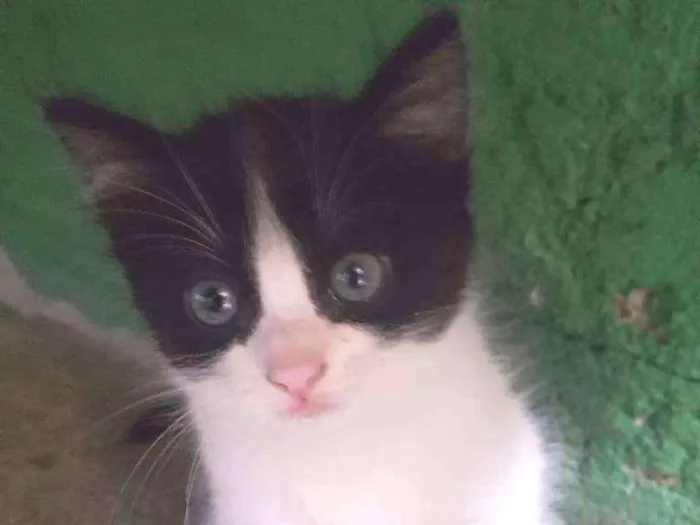 Gato ra a  idade 2 a 6 meses nome Lilo, gaia e mary