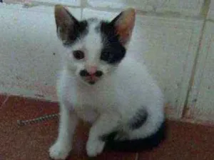 Gato raça Srd idade 2 a 6 meses nome Sem nome
