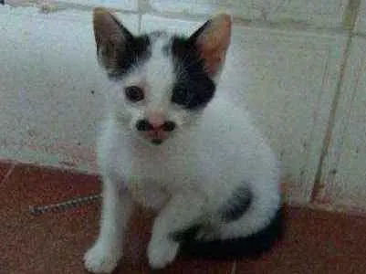 Gato raça Srd idade 2 a 6 meses nome Sem nome