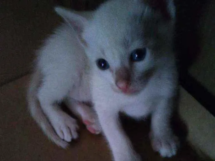 Gato ra a Siamês idade Abaixo de 2 meses nome Sem nome