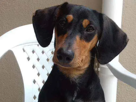 Cachorro ra a Basset dachshund idade 2 a 6 meses nome Nina