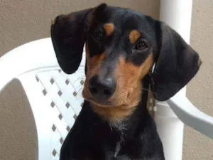 Cachorro raça Basset dachshund idade 2 a 6 meses nome Nina