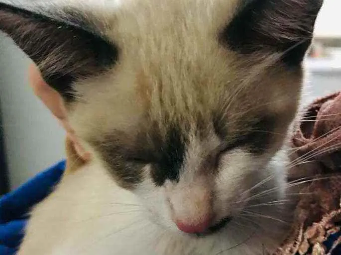 Gato ra a SRD idade Abaixo de 2 meses nome Sem nome