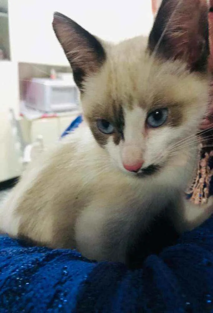 Gato ra a SRD idade Abaixo de 2 meses nome Sem nome