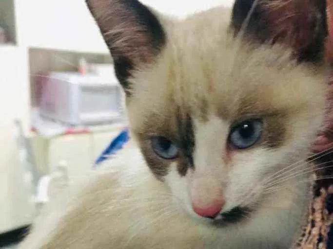 Gato ra a SRD idade Abaixo de 2 meses nome Sem nome