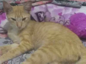 Gato raça Srd idade 2 a 6 meses nome Amarelinha